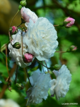 les roses,les 4 filles,jardin,Julie,coquelicots,cygnes 007.JPG