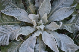 givre,jardin,bouquet 038.JPG