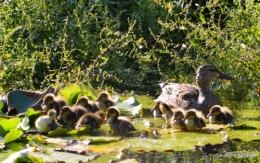 puces Lalinde,bébés canards,au moulin souci 181.JPG