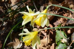 jonquilles