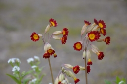 fleurs Ciron,jardin,canards,coucous,mauvaise herbe 004.JPG