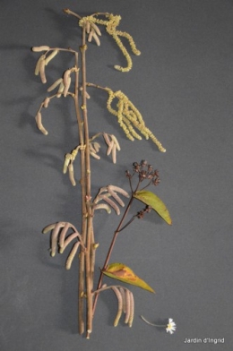 matin d'hiver,tableaux de fleurs janvier 063.JPG