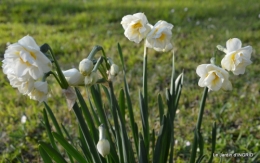 Beaumont,tulipes,primevères et autres,chez Bernadette 062.JPG