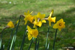 jonquilles,jacinthes,héllébores,coeur,roses,hamaméllis 030.JPG