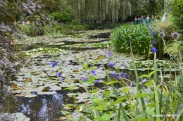 bouquet,jardin de Monet,les vaches,Pourville sur mer 105.JPG