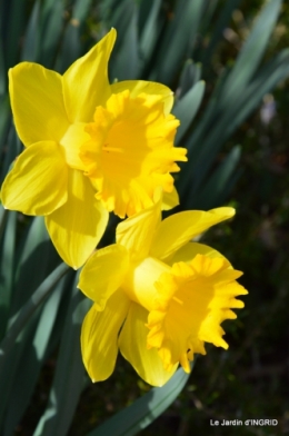 jonquilles,Montignac,massifs,coucher de soleil 175.JPG