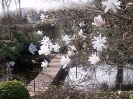 magnolia,forsythia,mahonia