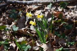 bouquet,pt jonquilles,bord Dordogne 063.JPG