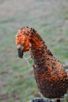 jardin givré,oiseaux 068.JPG