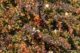 dernières automne,givre,chat 013.JPG