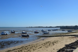 l ile de Ré,jardin automne 054.JPG