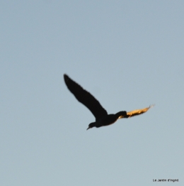 givre,maison,oiseaux 047.JPG