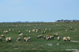 la baie de Somme 072.JPG