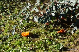 dernières automne,givre,chat 039.JPG