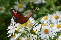 papillons,Lalinde,jardinseptembre,bouquet 054.JPG