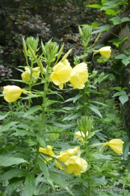 jardin,les filles,gerbera,Lalinde 168.JPG