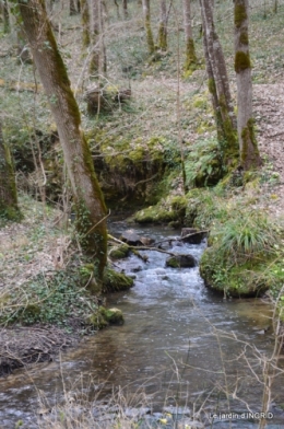 les jonquilles des bois 041.jpg