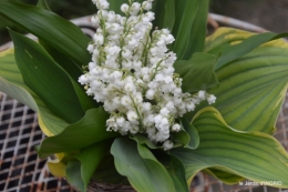 rosier de banks,jardin,cygnes,osier 111.JPG