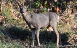 couronne,chevreuil,dernière tonte 014-001.JPG