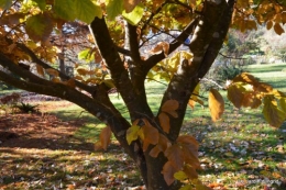 dernières automne,givre,chat 063.JPG