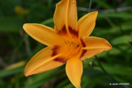 jardin,chez Bernadette,puces,cygnes,pluie 157.JPG