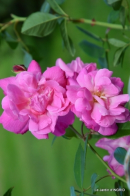 jardin Mme Perichou,grandes fleurs,bouquet,jardin 036.JPG