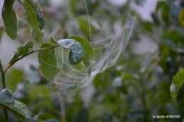 brouillard le matin d'automne 018.JPG