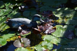 jardin octobre,chez Marylaur,Arnaud ,Ariane,la mer,sauges 204.JPG