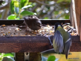 enveloppes,oiseaux,jardin,héllébores 114.JPG