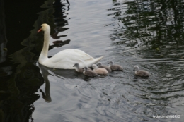 bébés cygnes,iris,clématite 025.JPG