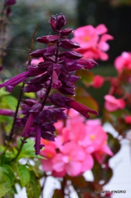 brume,dentelles,fleurs,Noel Jardiland 018.JPG