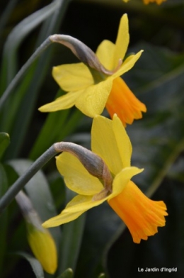 jonquilles,aubriétia,pervenche,primevères,lamier,crocus,violettes,cognassier du japon,euphorbe myrsinittes,prunus sauvage