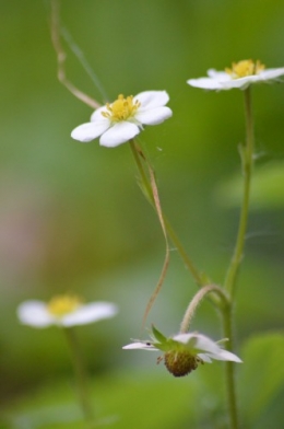 zoom sur fleur printemps 160.JPG