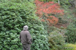 la Sedelle,étang de Riault,cyclamens 023.JPG