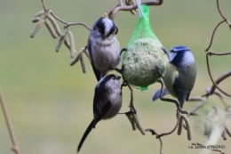 les oiseaux,les poules d'eau 123.JPG