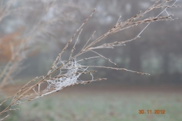 bourdon,givre,le chat 039.JPG