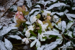 oiseaux première neige 018.JPG