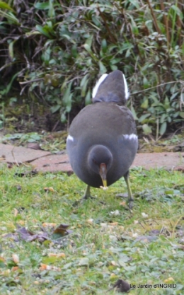 les oiseaux,les poules d'eau 125.JPG