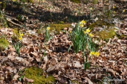 bouquet,pt jonquilles,bord Dordogne 065.JPG