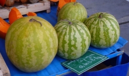 CTIFL–1528-Melon d'Espagne.jpg