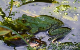 puces Lalinde,bébés canards,au moulin souci 187.JPG