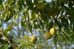 jardin,fruits,Caro,papillons,manthe religieuse,Lalinde 052-001.JPG