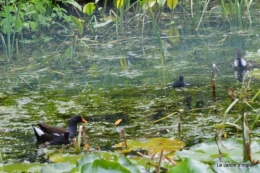 puces Lalinde,bébés canards,au moulin souci 034.JPG