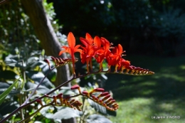 jardin juin,cabane,bouquet 015.JPG