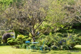 jardin avril et mai, 104.JPG