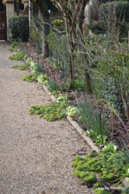 paillage,primevères,jonquilles,jardin 016.JPG