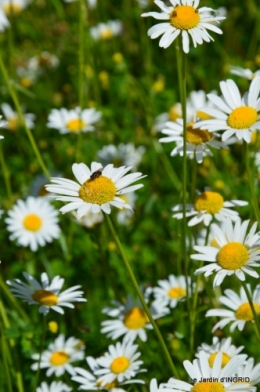 roses,marguerites,MOI,fêtes des mères avec les enfants 021.JPG