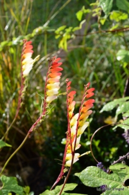 automne jardin,la rue,abeilles,les p filles 063.JPG