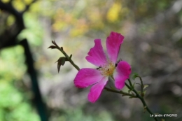 canal automne ,jardin,Ines 019.jpg