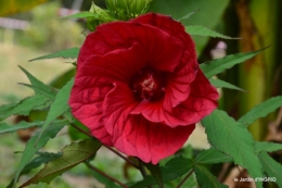 chez Willy,jardin 095.JPG